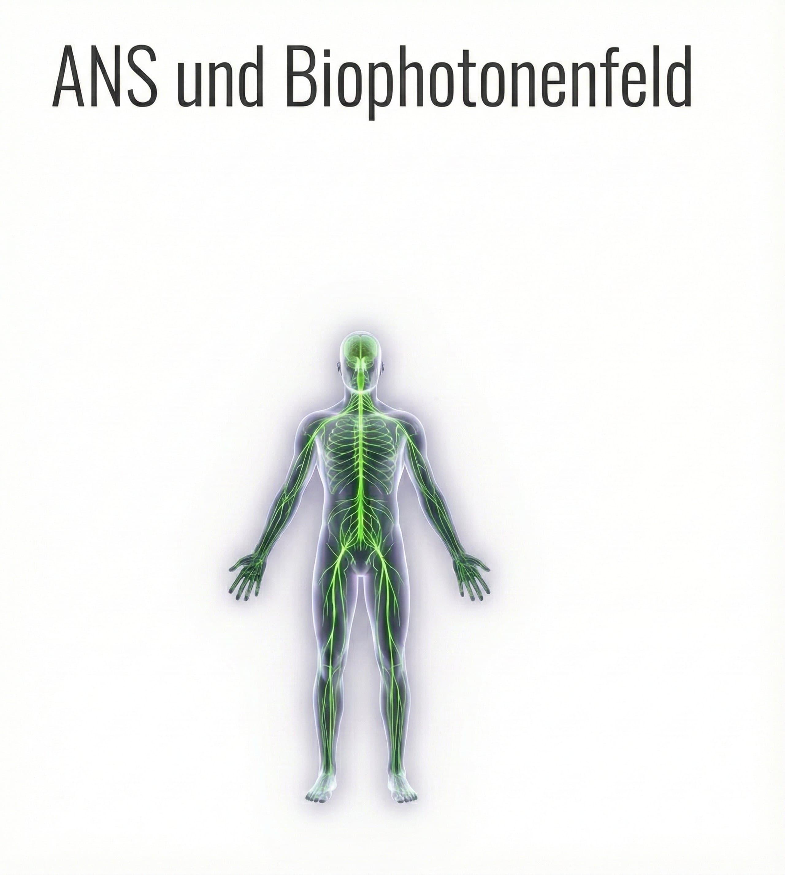Autonomes Nervensystem